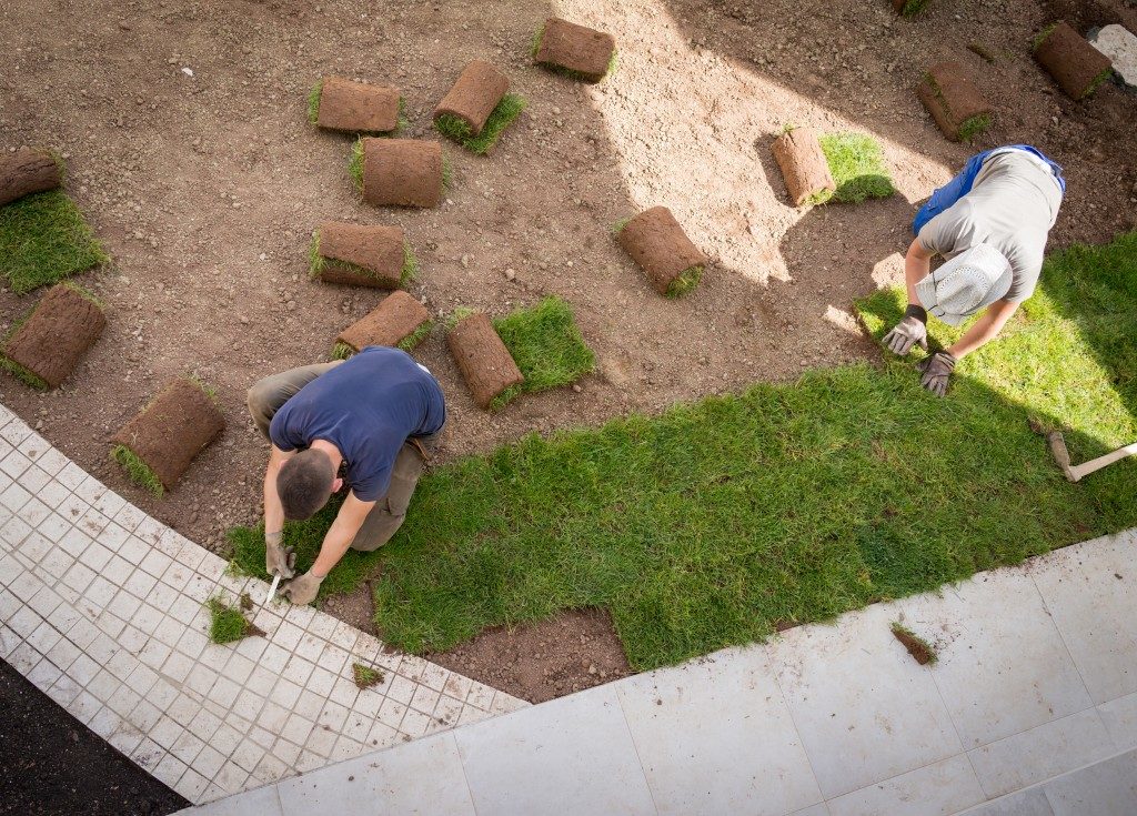 gardeners placing turf