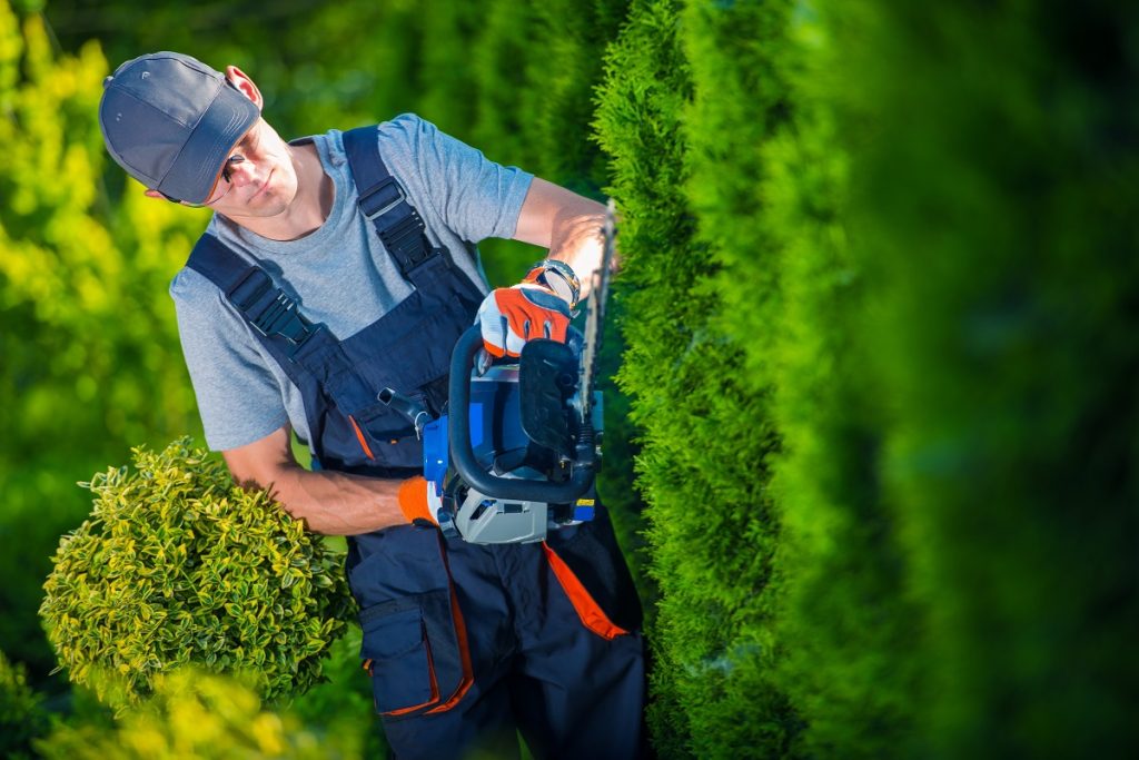 gardener shaping wall with hedge trimmers